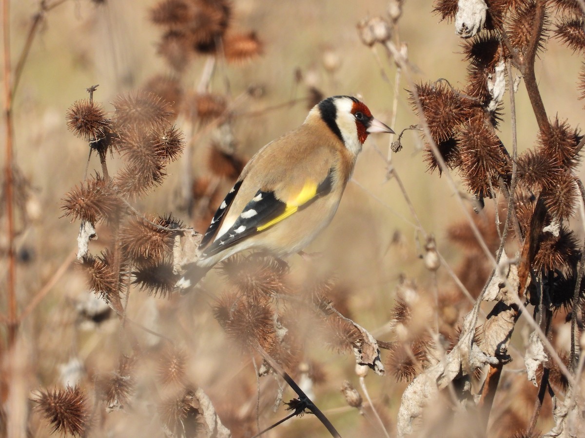 stehlík obecný - ML646651874