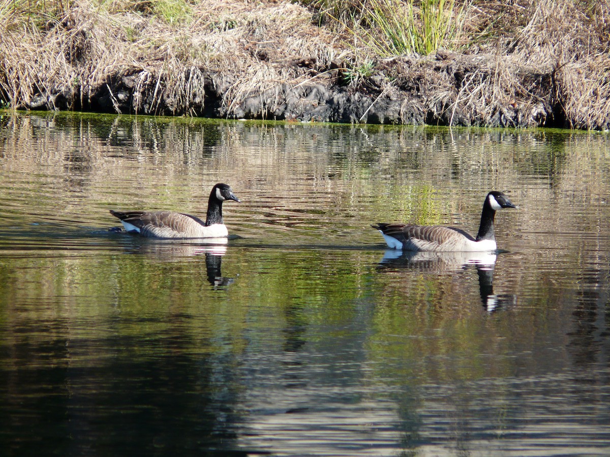 Канад галуу - ML646651875