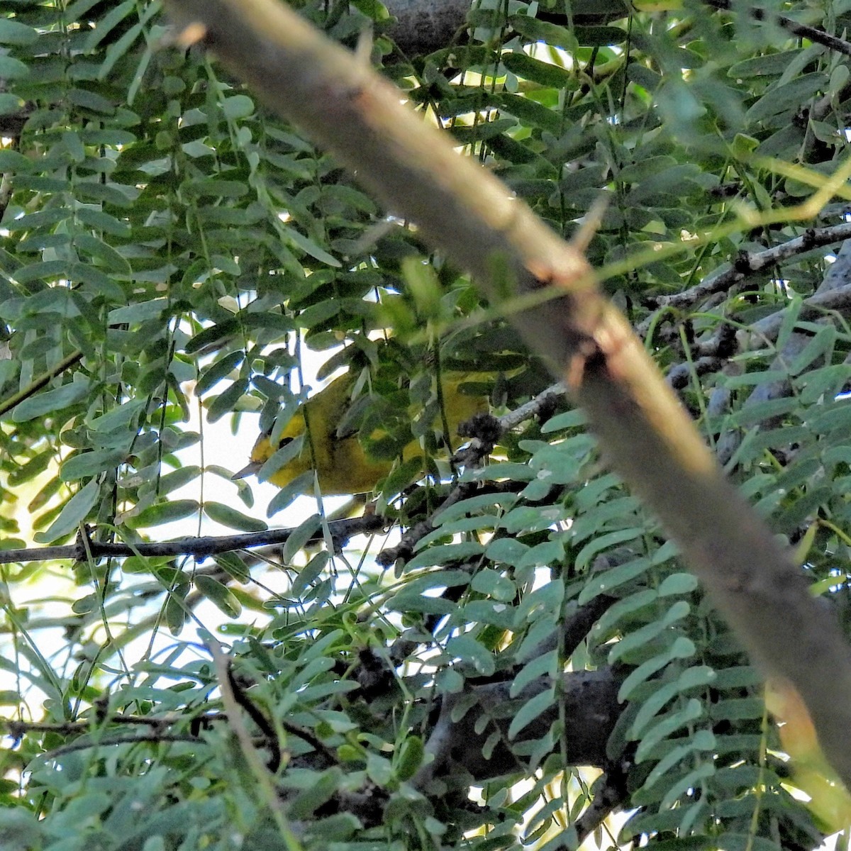 Wilson's Warbler - ML646651876