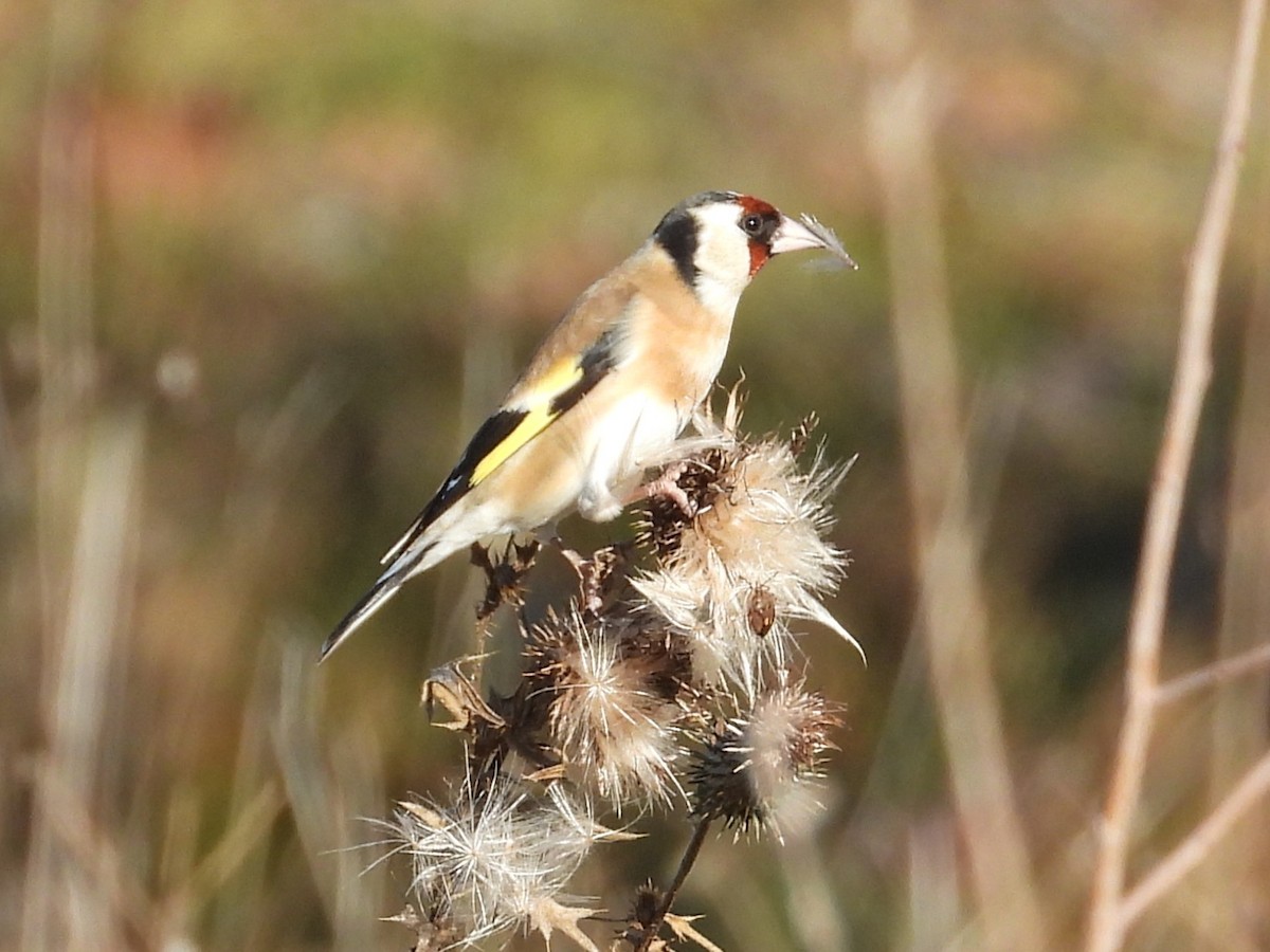 stehlík obecný - ML646651877