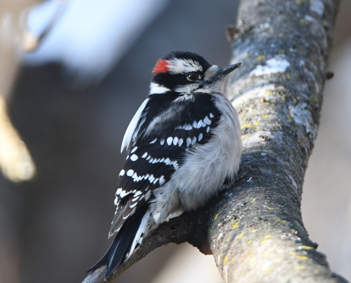 Downy Woodpecker - ML646651878