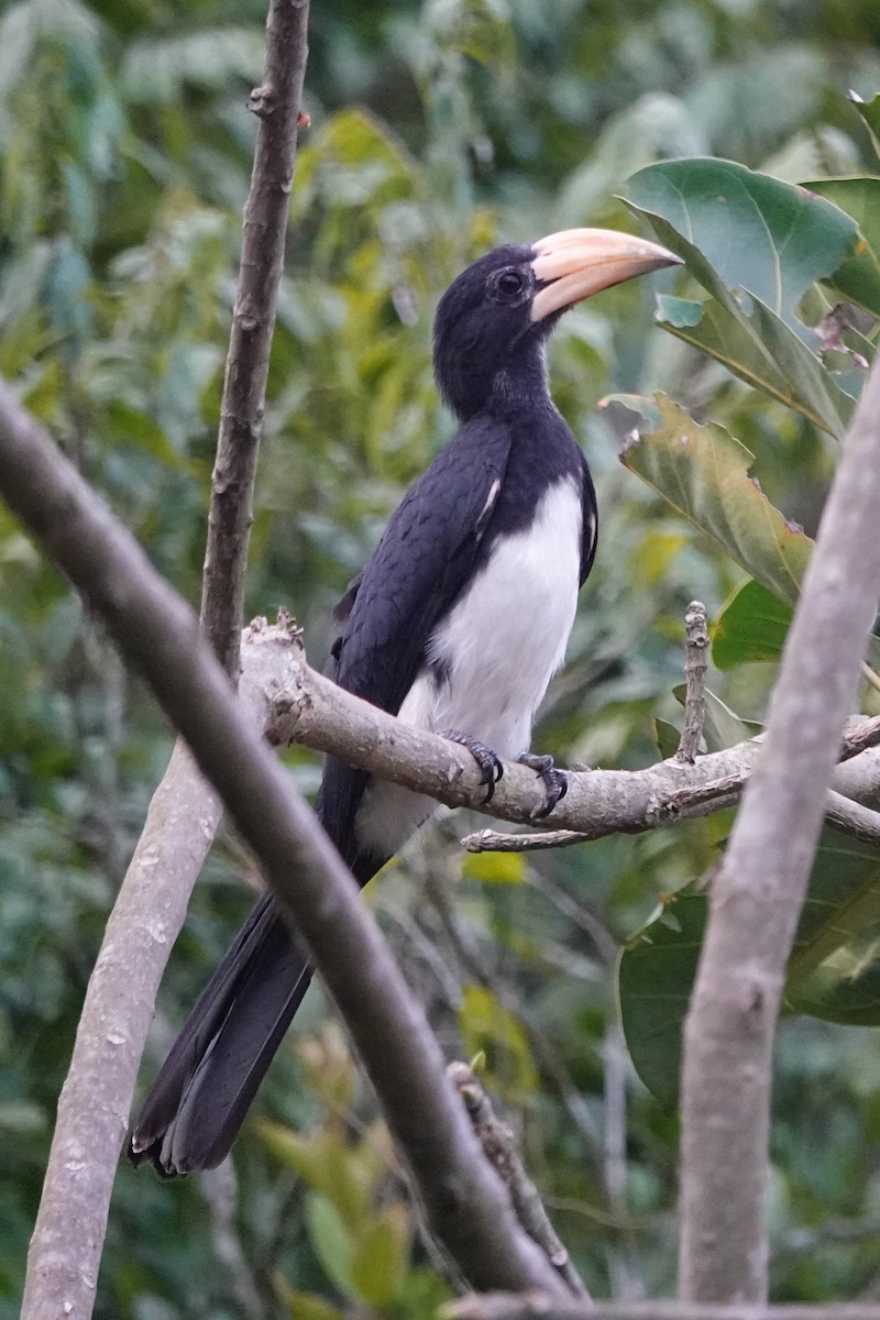 Toco Blanquinegro de Guinea - ML646651879