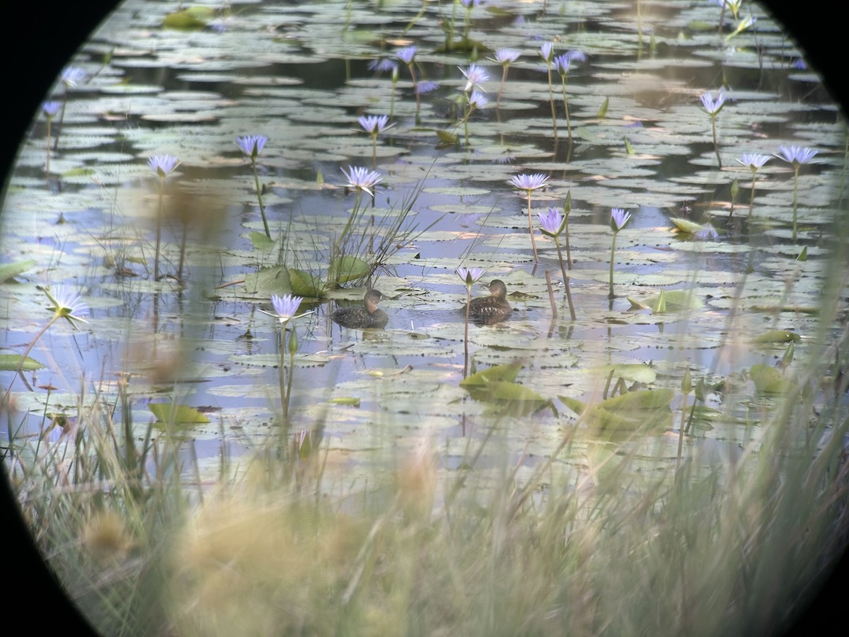 White-backed Duck - ML646651881