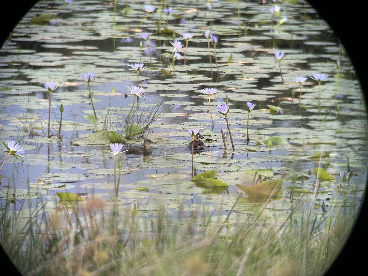 White-backed Duck - ML646651882