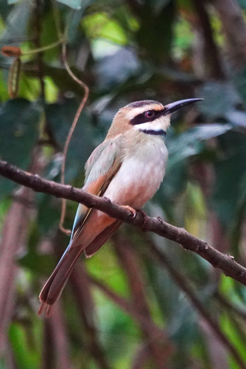 Abejaruco Gorjiblanco - ML646651883