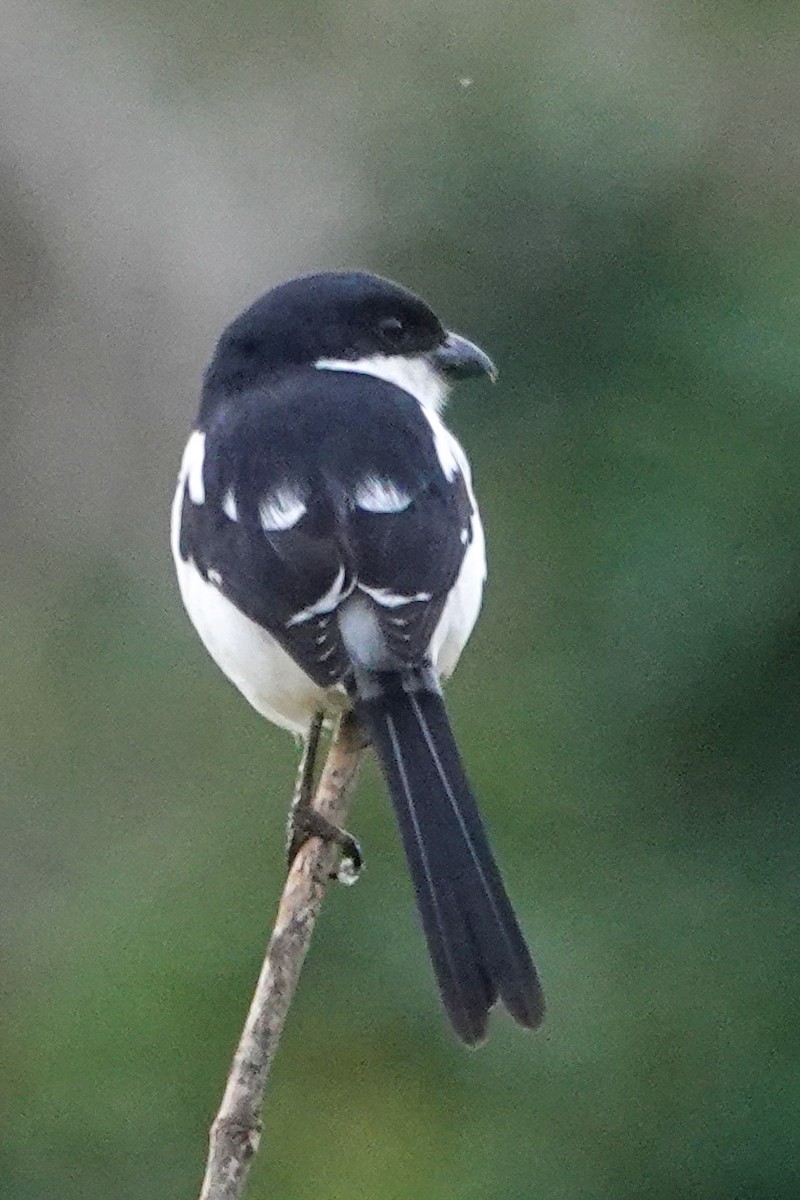 Alcaudón Fiscal Norteño - ML646651888