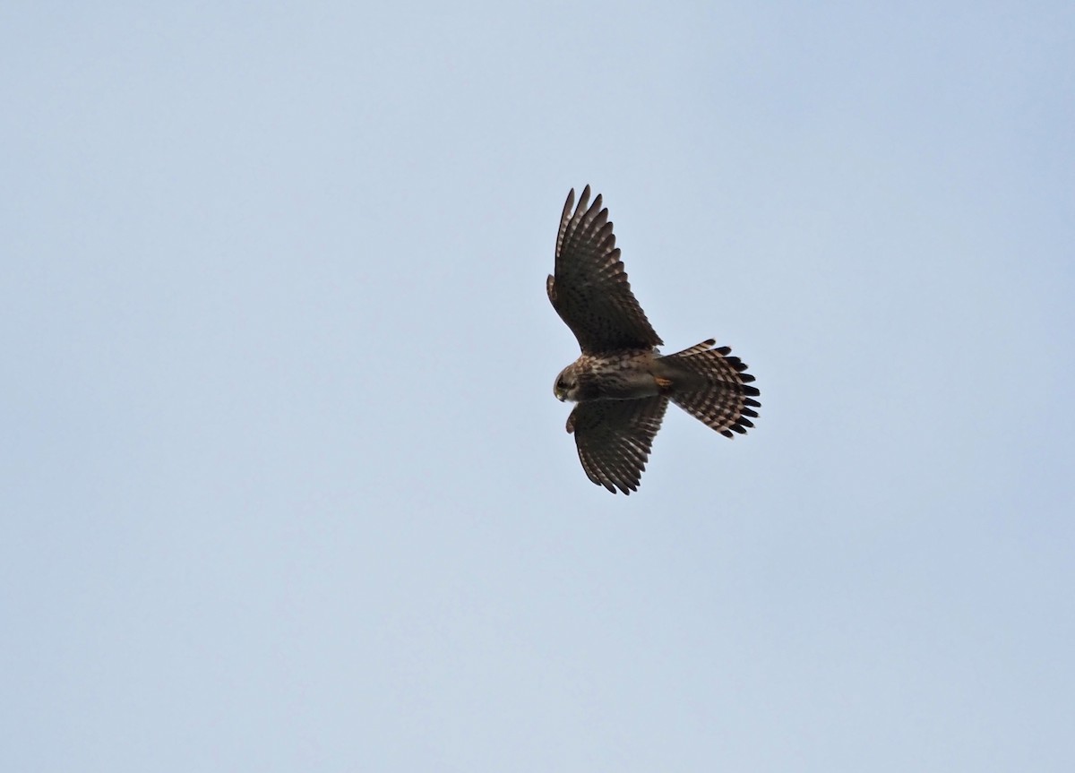 Eurasian Kestrel (Canary Is.) - ML646651889