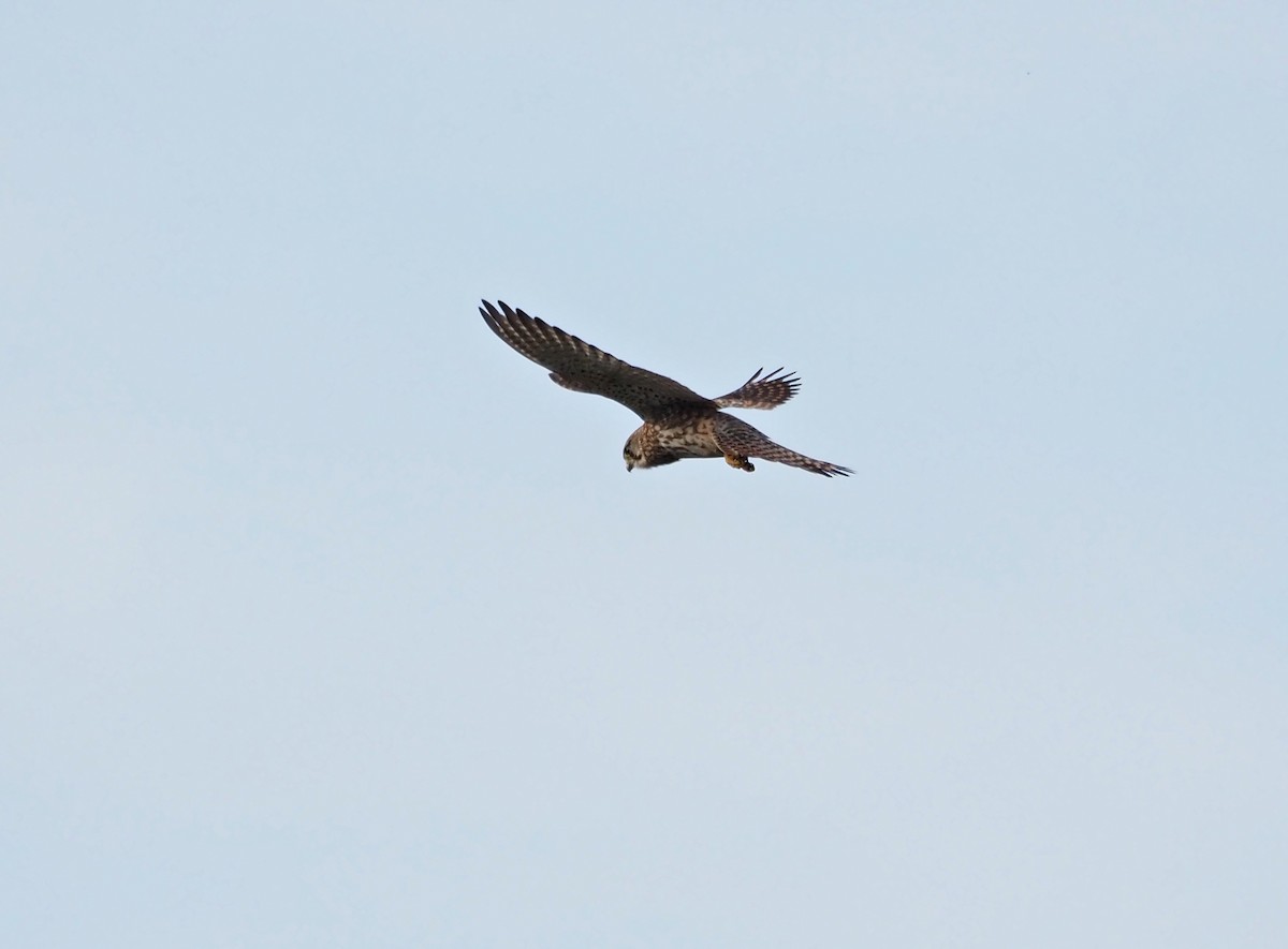 Eurasian Kestrel (Canary Is.) - ML646651890