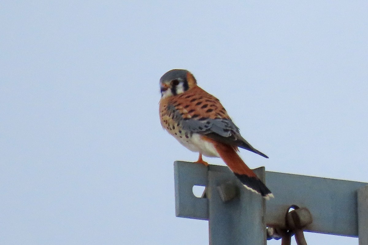 American Kestrel - ML646651891
