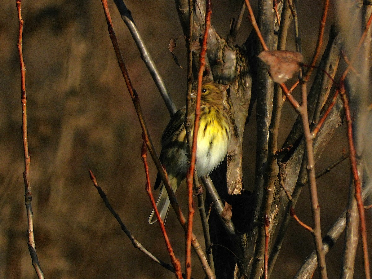 zvonohlík zahradní - ML646651892