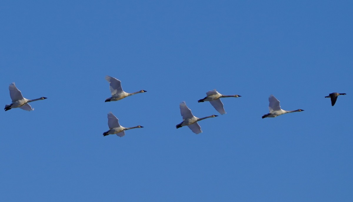 Cackling/Canada Goose - ML646651893