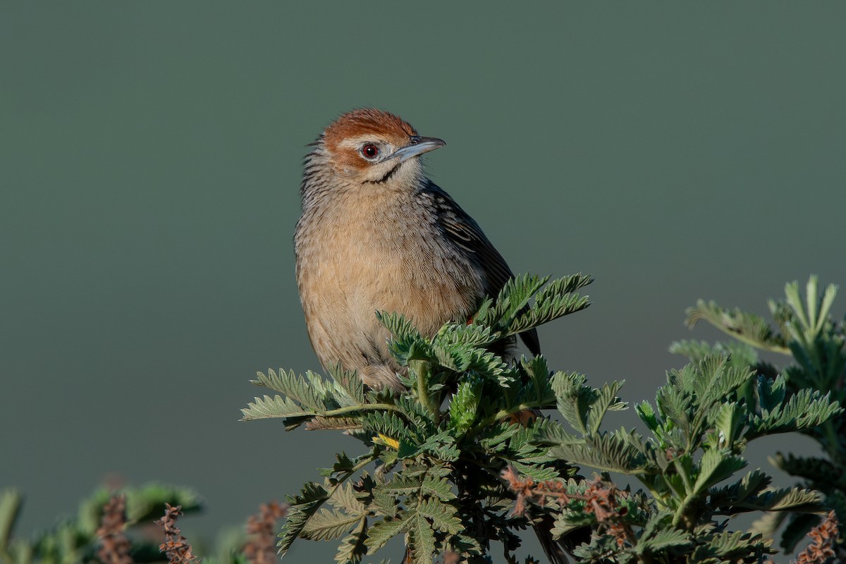 Cape Grassbird - ML646651894