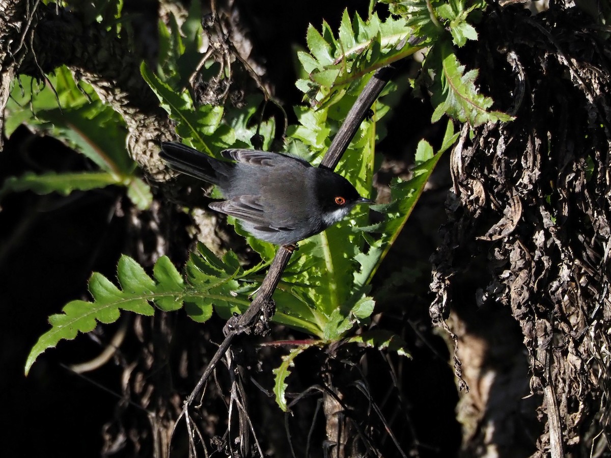 Txinbo burubeltza - ML646651895