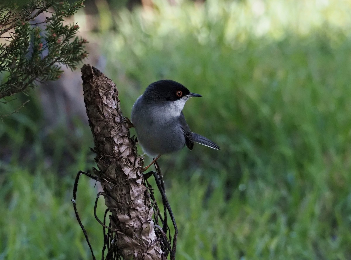 Txinbo burubeltza - ML646651896