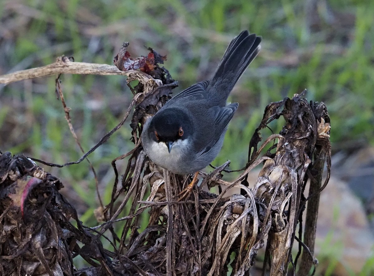 Txinbo burubeltza - ML646651897