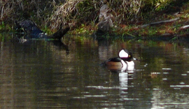 Hooded Merganser - ML646651898