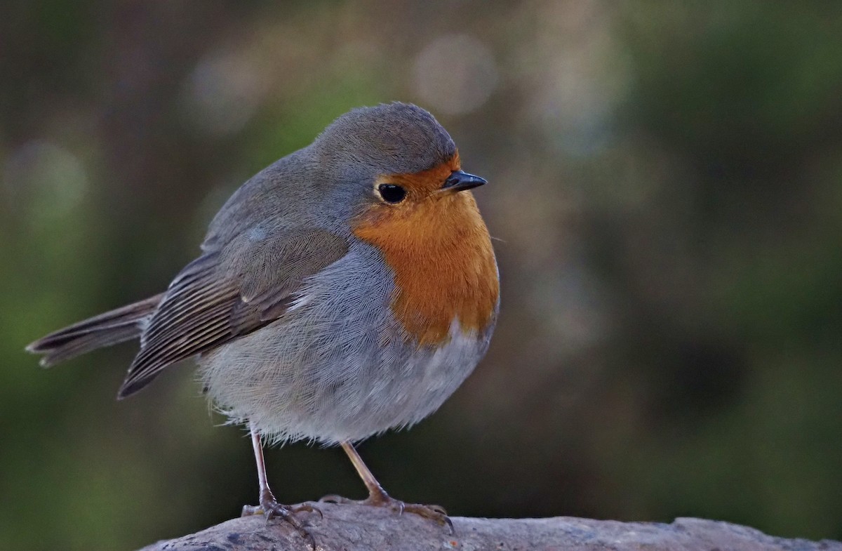 Pettirosso - ML646651899