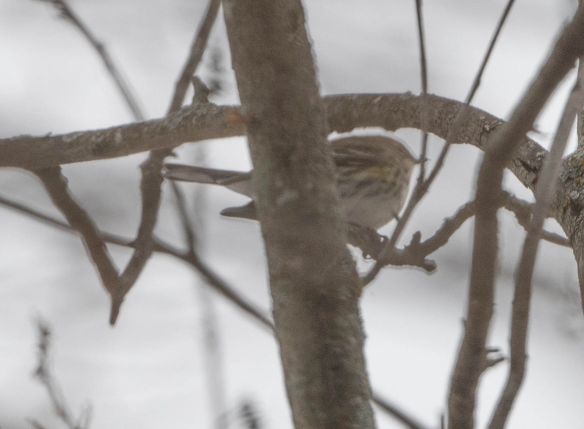 Yellow-rumped Warbler - ML646651902