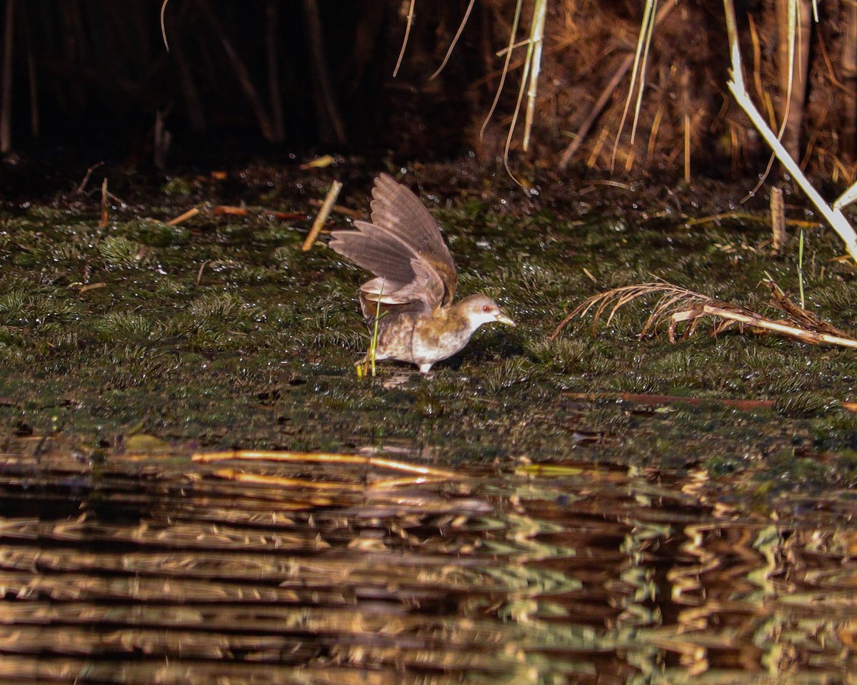 Kleinsumpfhuhn - ML646651903