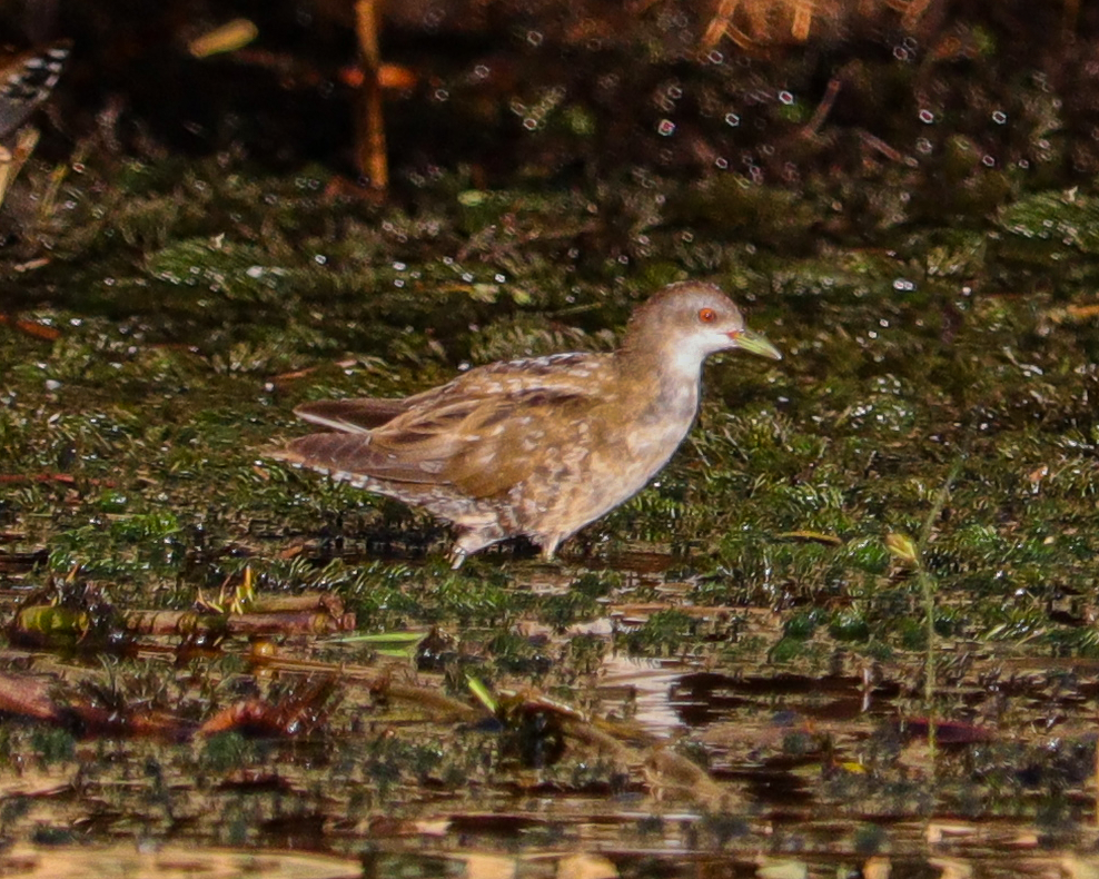 Kleinsumpfhuhn - ML646651904