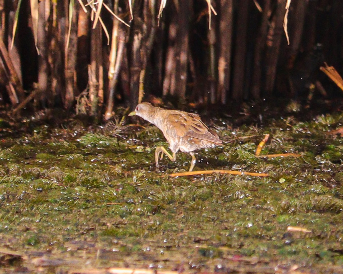 Kleinsumpfhuhn - ML646651905