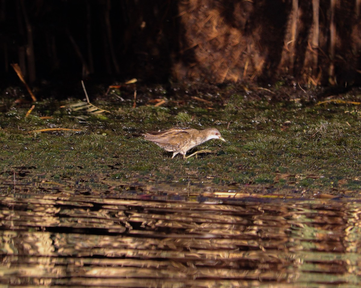 Kleinsumpfhuhn - ML646651906