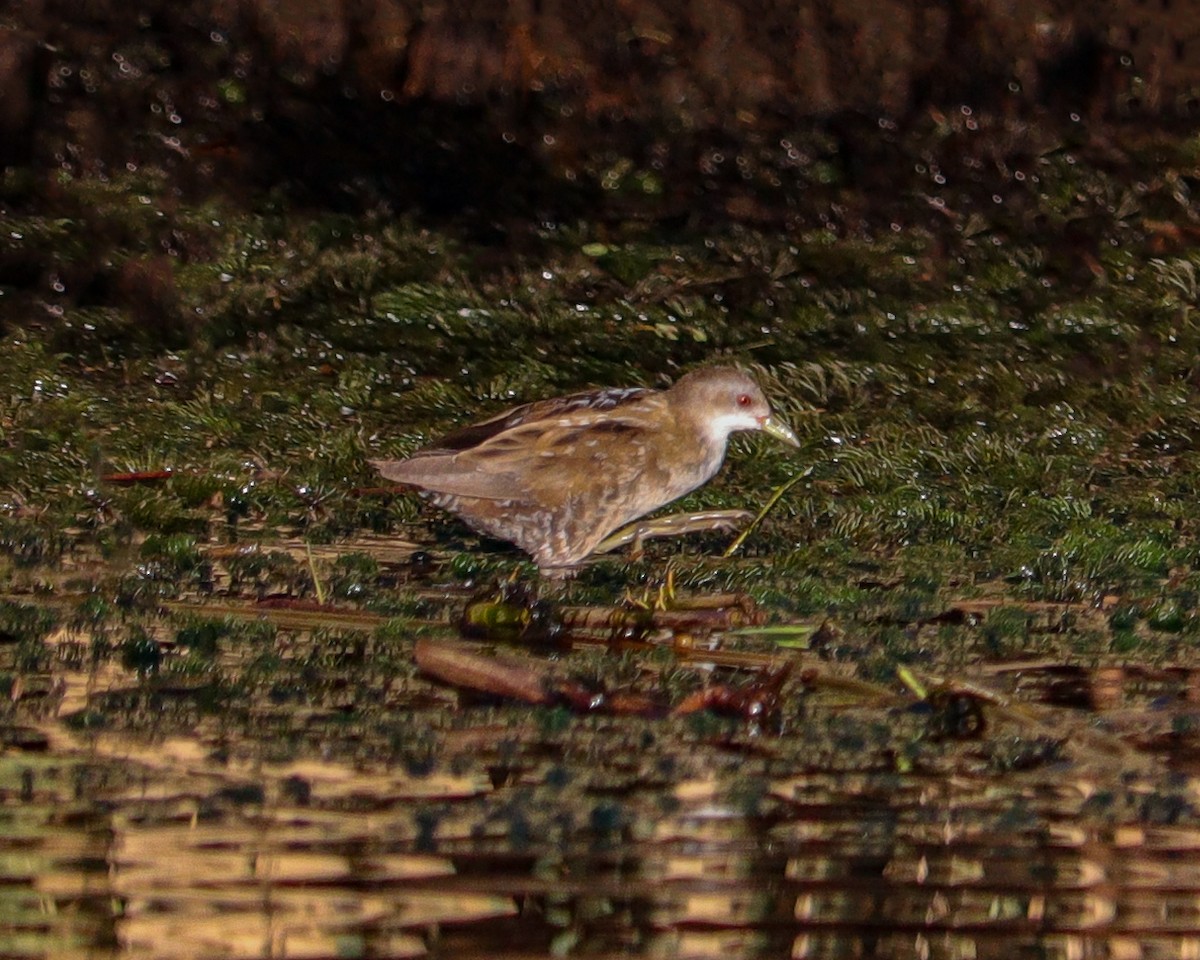 Kleinsumpfhuhn - ML646651907