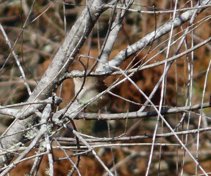 Northern House Wren - ML646651908