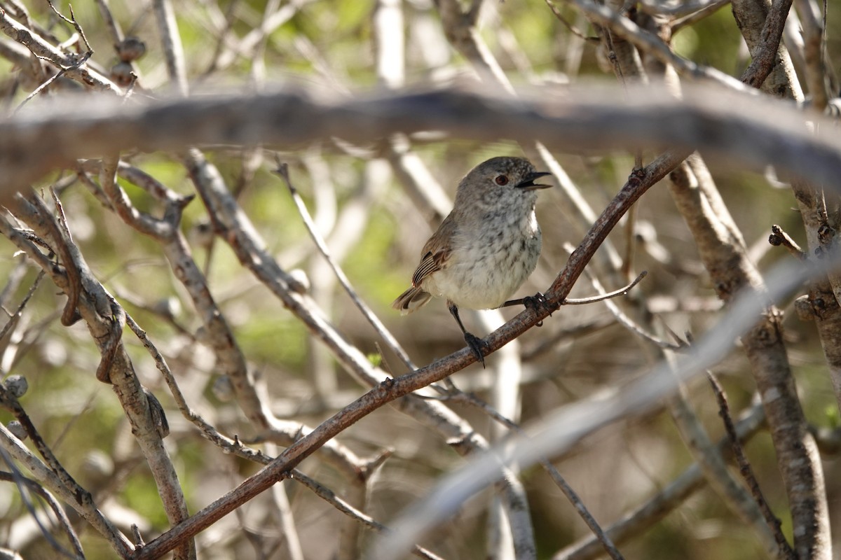 Шиподзьоб широкохвостий - ML646651910