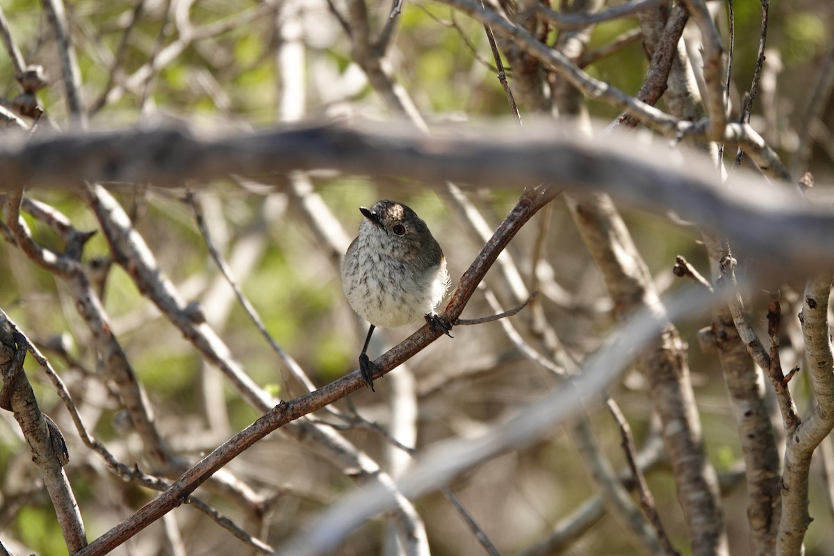 Шиподзьоб широкохвостий - ML646651911