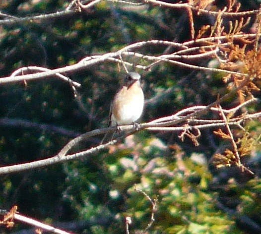 Eastern Bluebird - ML646651914