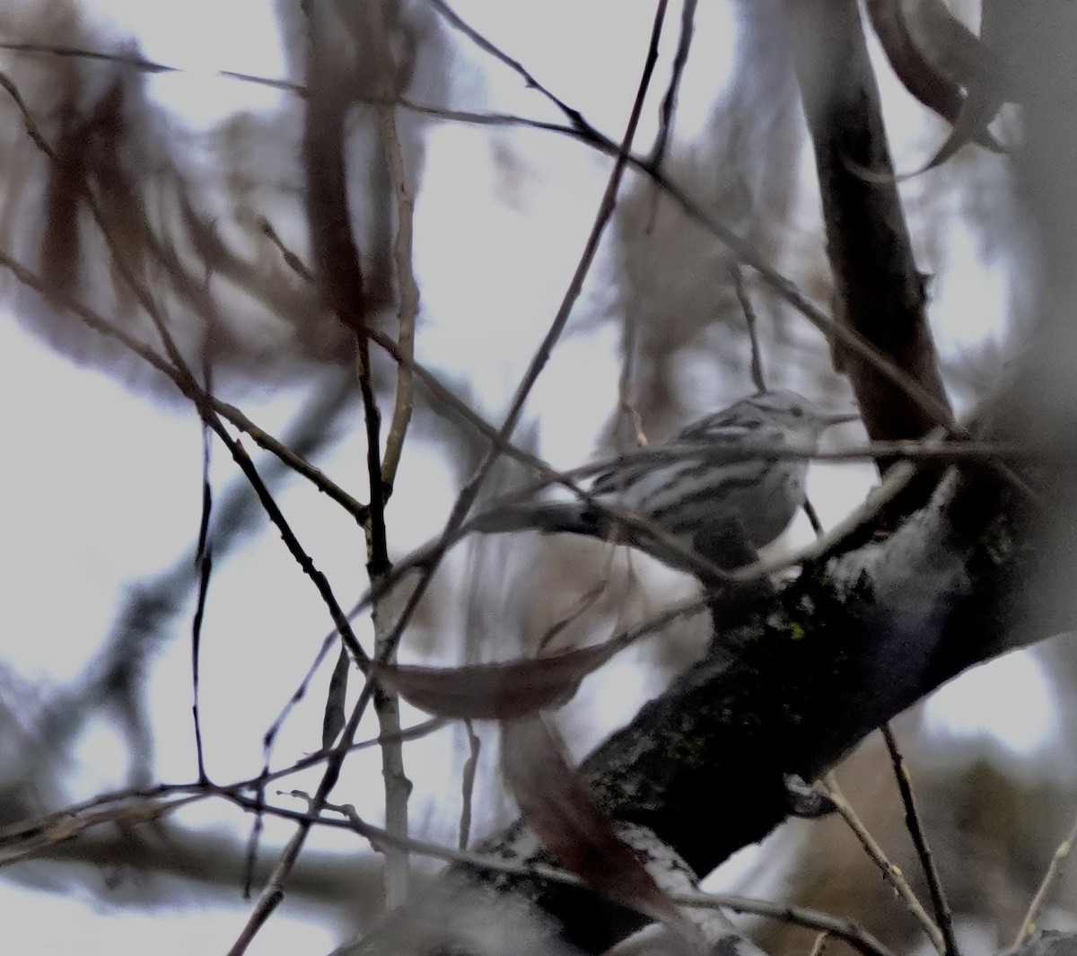 Black-and-white Warbler - ML646651917