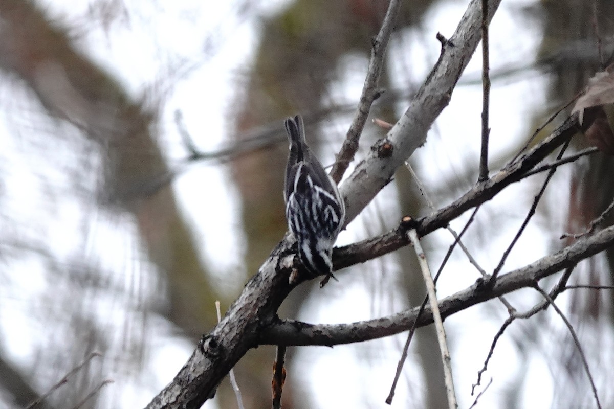 Black-and-white Warbler - ML646651918