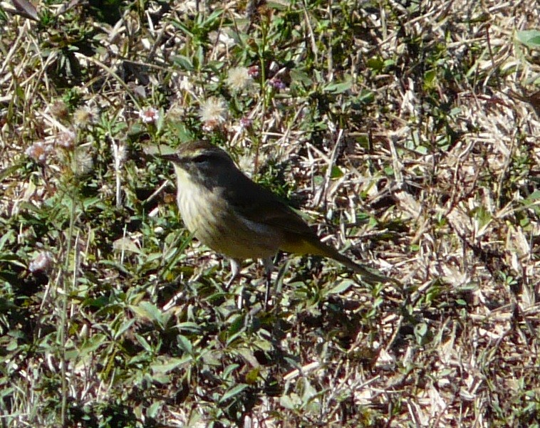 Palm Warbler (Western) - ML646651919