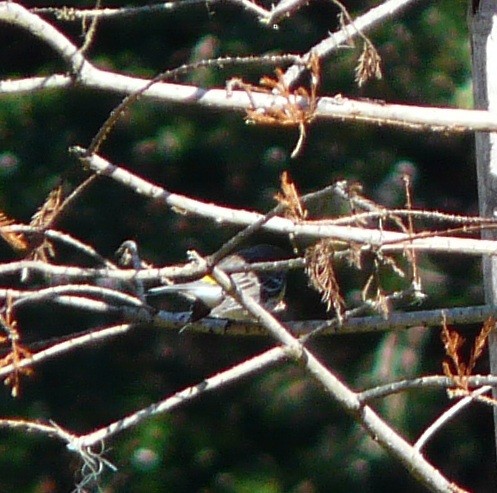 Yellow-rumped Warbler (Myrtle) - ML646651921