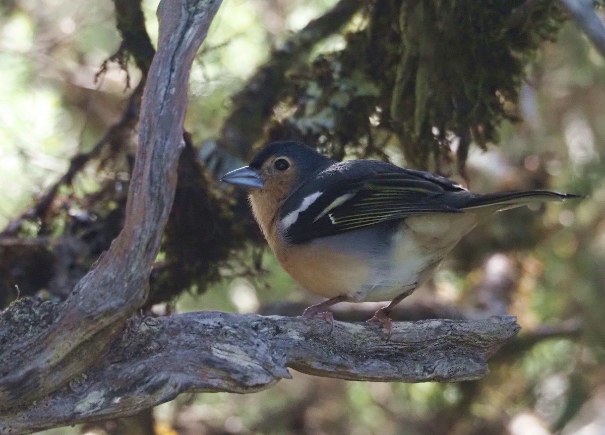Canary Islands Chaffinch (Canary Is.) - ML646651925
