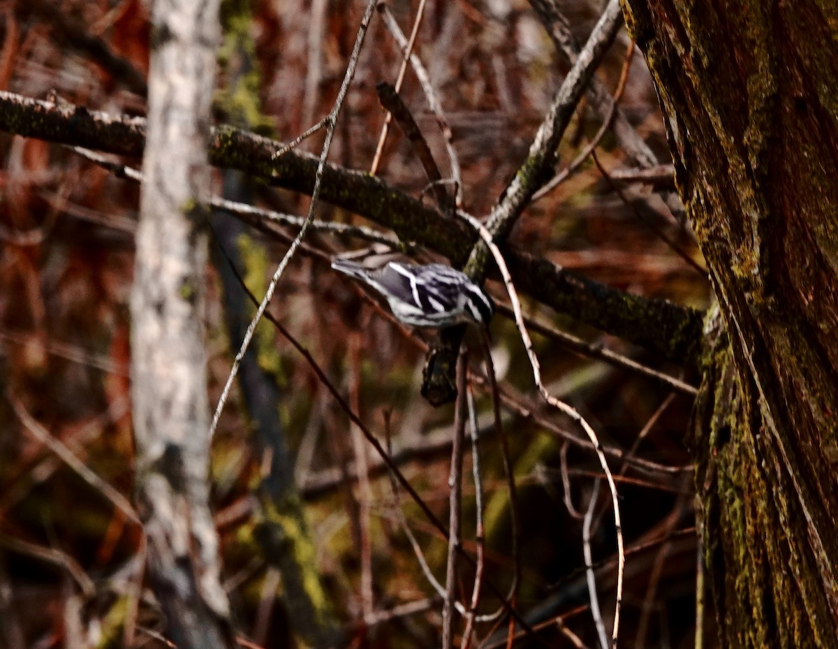 Black-and-white Warbler - ML646651926