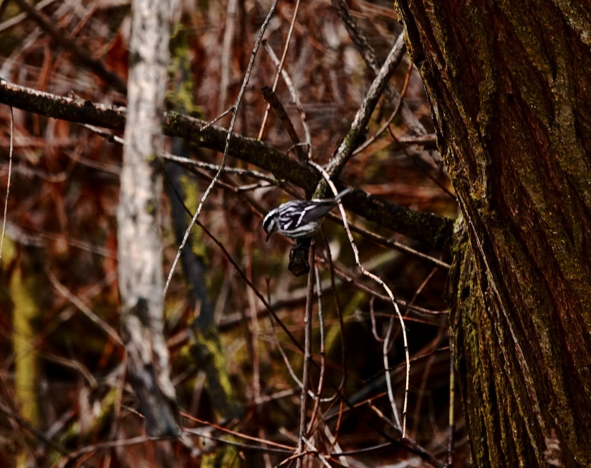 Black-and-white Warbler - ML646651927