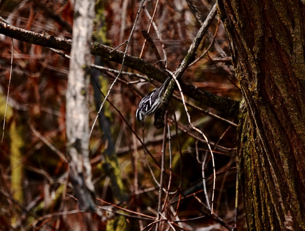 Black-and-white Warbler - ML646651928