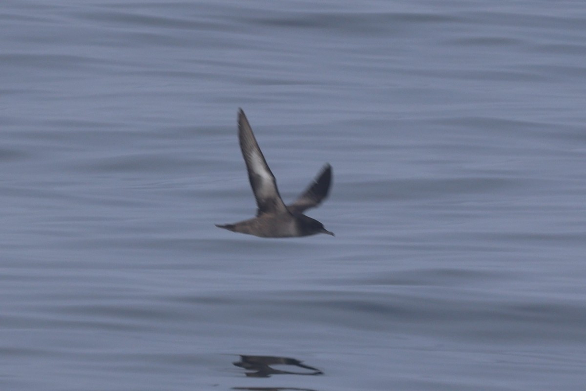 Sooty Shearwater - ML646651930
