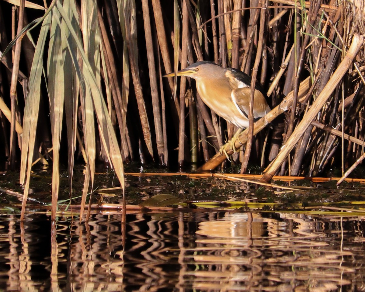 Zwergdommel - ML646651931