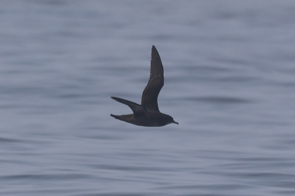 Short-tailed Shearwater - ML646651932