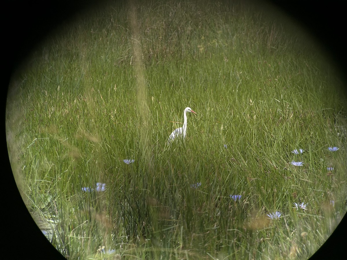 Yellow-billed Egret - ML646651933