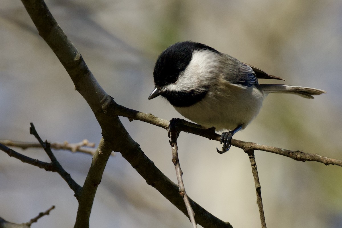 Carolina Chickadee - ML646651935