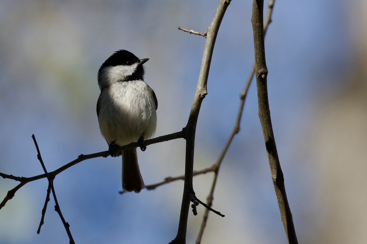 Carolina Chickadee - ML646651936