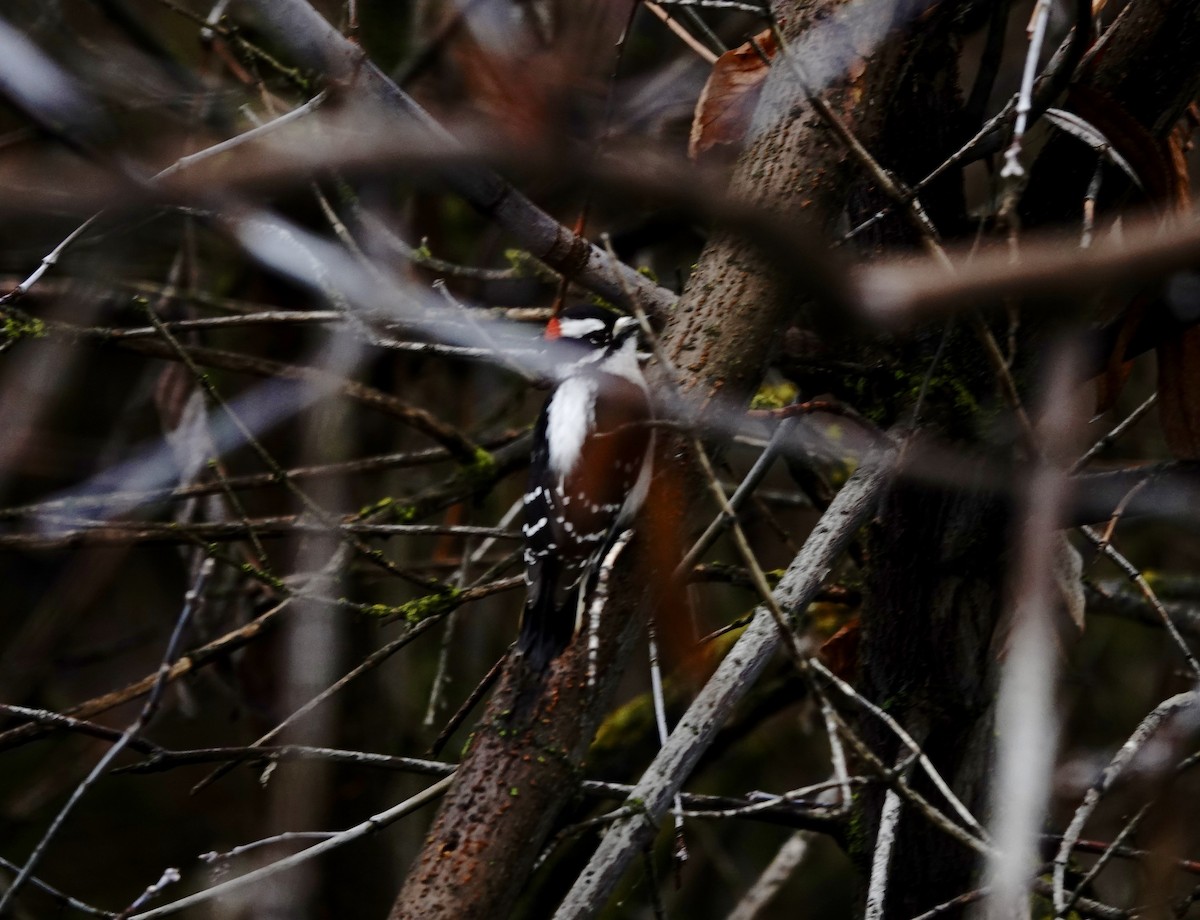 Downy Woodpecker - ML646651938