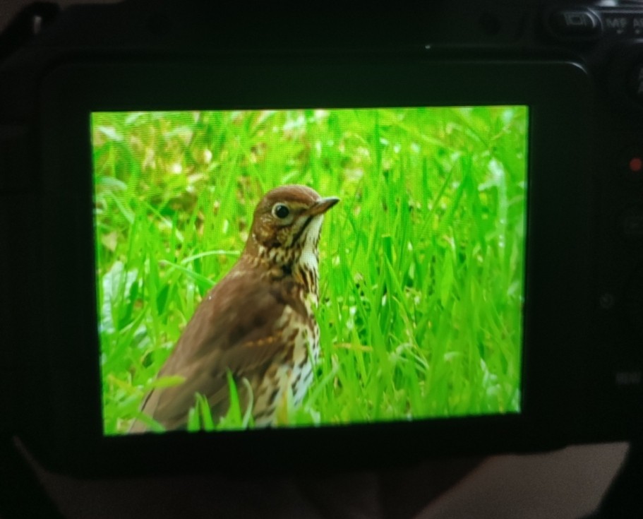 Song Thrush - ML646651941