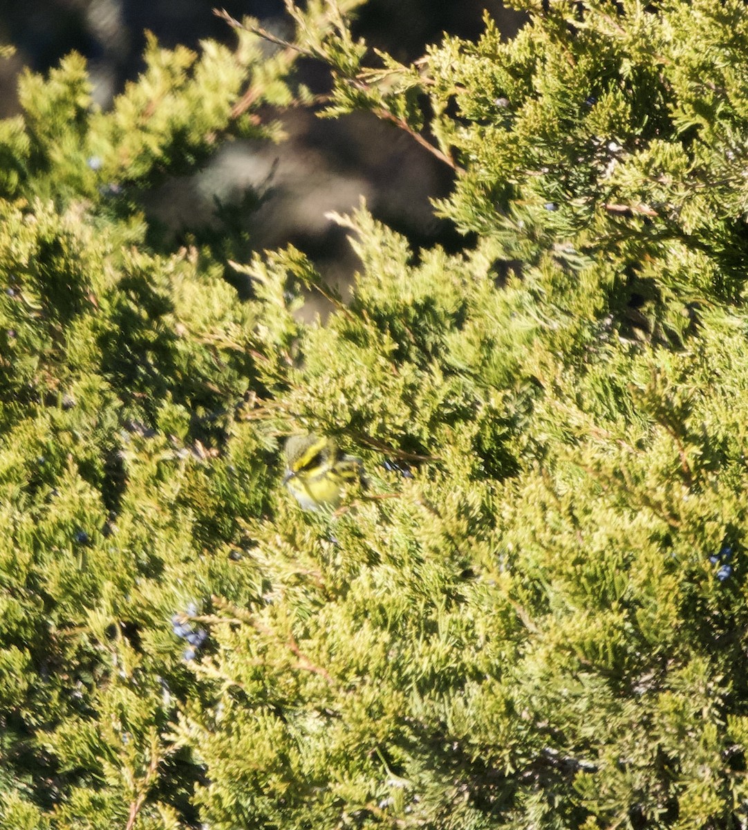 Townsend's Warbler - ML646651942