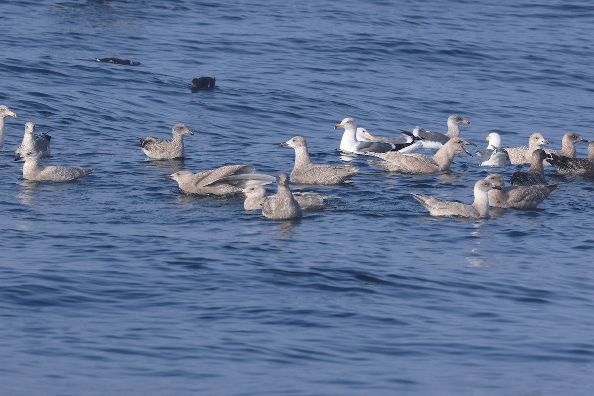 Glaucous-winged Gull - ML646651943