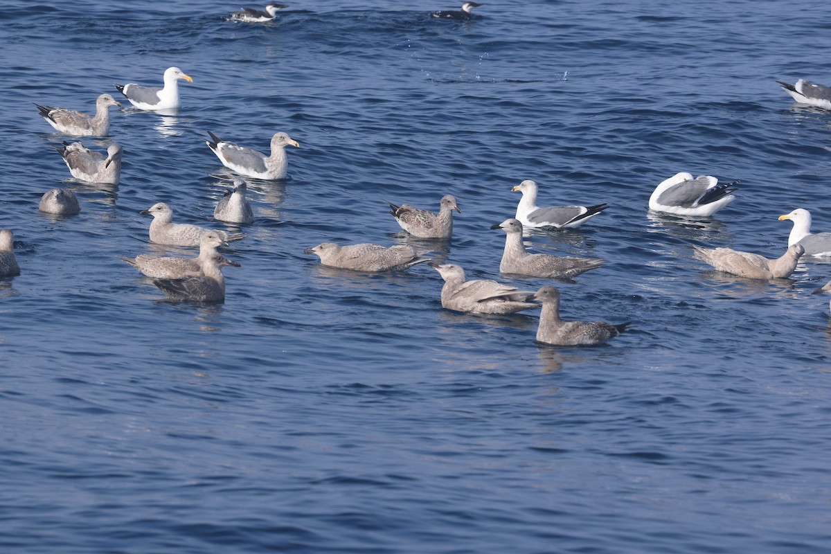 Glaucous-winged Gull - ML646651944